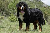 BOUVIER BERNOIS 399